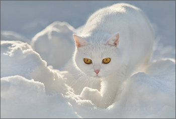 雪猫.jpg